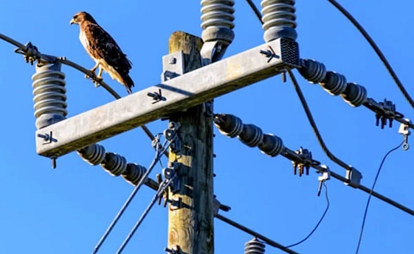 Why birds don't get shocked by high-voltage wires